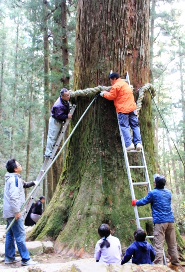 新城 鳳来寺山の傘杉に大しめ縄 東愛知新聞