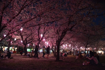 豊橋の向山緑地で夜桜満喫 東愛知新聞