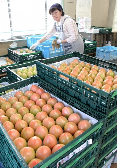 ルネッサンストマト 設楽で出荷本格化 東愛知新聞