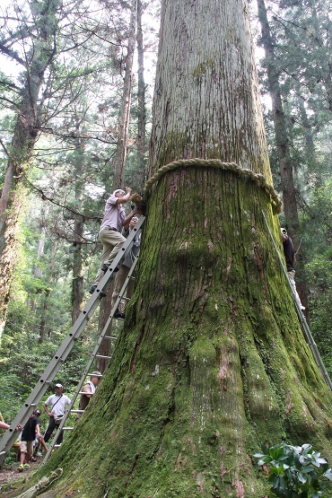新城 鳳来寺山で傘杉のしめ縄かけ替え 東愛知新聞