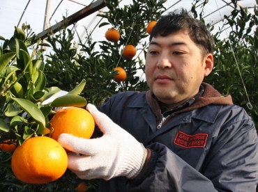 蒲郡で柑橘類「せとか」収穫開始 | 東愛知新聞