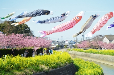 菜の花と河津桜が共演 田原の免々田川沿い 東愛知新聞