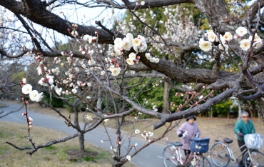 暖冬で梅ほころぶ 豊橋の向山緑地内梅林園 東愛知新聞