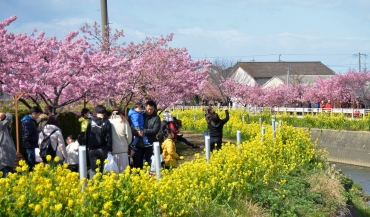菜の花と河津桜が競演 田原の免々田川沿い 東愛知新聞