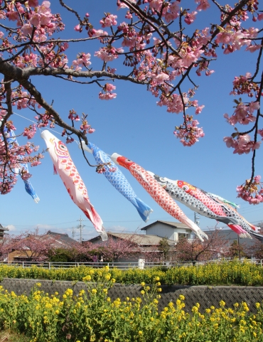 田原の免々田川沿いで開催中の 菜の花 桜まつり にぎわう 東愛知新聞