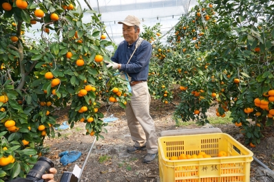 蒲郡温室みかん」収穫始まる | 東愛知新聞