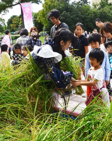 稲を刈り取るぐるめいど隊と子どもら=豊橋総合動植物公園で