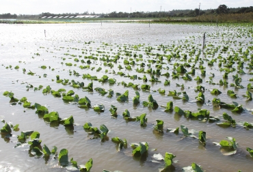 台風による大雨で冠水したキャベツ畑=田原市西山地区で