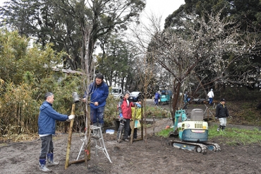 境内東側の「ハナモモの杜」にモモの木を植樹する愛護会員ら=為当稲荷神社で