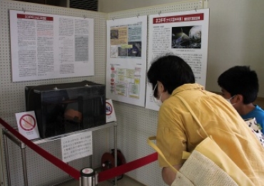 展示しているネコギギのコーナー=新城市鳳来寺山自然科学博物館で
