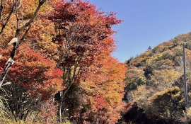 色づく豊根の茶臼山高原