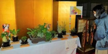 鉢植えなどで紹介する「春の七草」=いずれも豊橋市二川宿本陣で
