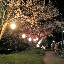 初めての「桜まつり」 渥美線・芦原駅前