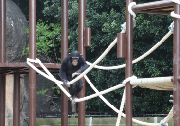 新しい遊具で遊ぶチンパンジー