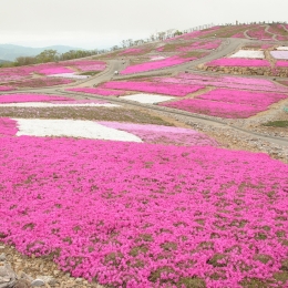 14日から「芝桜まつり」 豊根の茶臼山高原