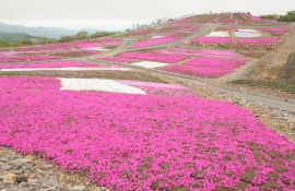 14日から「芝桜まつり」 豊根の茶臼山高原