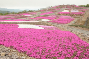 14日にまつりが開幕する芝桜の丘=豊根村の茶臼山高原で