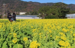 田原・加治町の菜の花畑がプレオープン