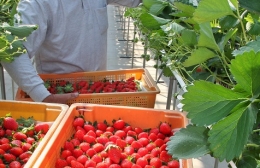 蒲郡でイチゴ「章姫」収穫、出荷始まる