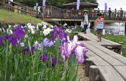 豊川の赤塚山公園で「花しょうぶまつり」