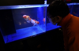 蒲郡の竹島水族館で「弥富金魚展」