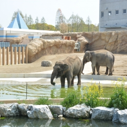豊橋総合動植物公園 国内最大のゾウ放飼場
