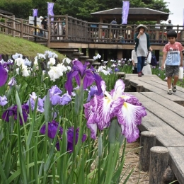 豊川の赤塚山公園で「花しょうぶまつり」