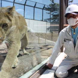 豊橋総合動植物公園 新ライオン舎と大放飼場を報道陣に公開