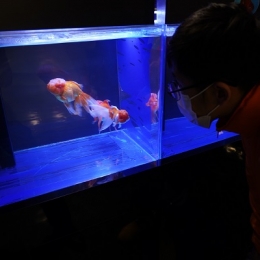 蒲郡の竹島水族館で「弥富金魚展」