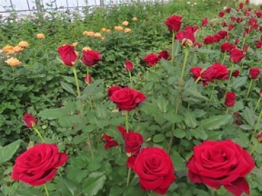 定番の赤をはじめ、色とりどりのバラが並ぶ