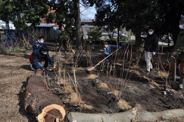 アジサイの苗木を植樹するボランティアたち=為当稲荷神社で