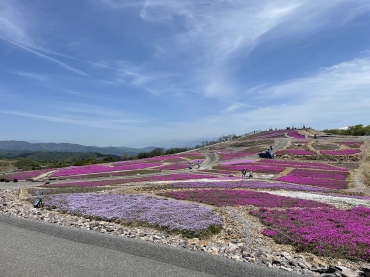 5割が咲く芝桜の丘=豊根村の茶臼山高原で(提供)