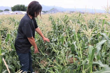生き残った畑も一部は幹が倒れるなどの被害に遭った「あおば農園」=豊川市豊津町で