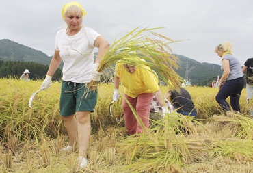 稲を刈り取るウクライナの人々=設楽町東納庫で