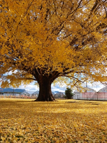 積もった落ち葉も美しい「大和の大いちょう」=豊川市豊津町で(12日撮影)