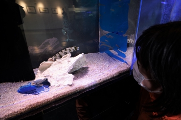 隠れ上手な生物を集めた企画展=蒲郡市竹島水族館で