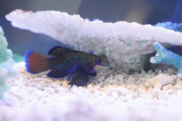 サンゴの中に身を潜めるニシキテグリ