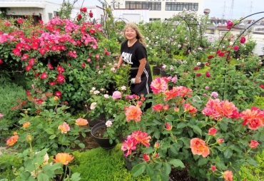 見頃になった屋上バラ庭園を紹介するROMAMAMAこと山田さん=豊橋市つつじが丘1で