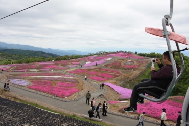見頃を迎えた「芝桜の丘」=豊根村の茶臼山高原で