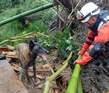 Search and rescue dog working at a landslide site in Takeya-cho, Gamagori City (Provided)