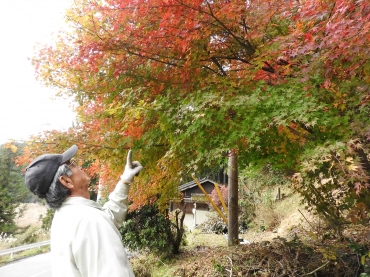 紅葉した庭のモミジに別れを告げる窪野さん=設楽町八橋で