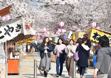 咲き乱れるソメイヨシノの下、多くの屋台が並ぶ桜トンネル=豊川市諏訪で