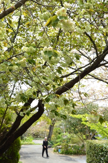 春風に揺れる御衣黄桜=二川伏見いなりで