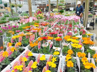 カラフルな花々が楽しめる季節