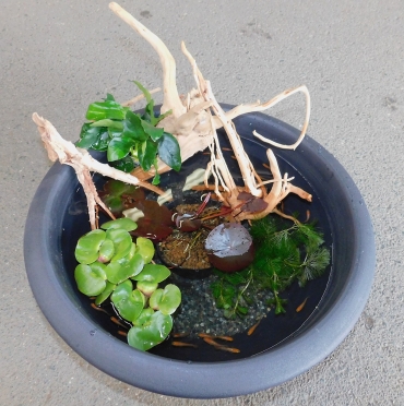 涼しげなメダカビオトープ