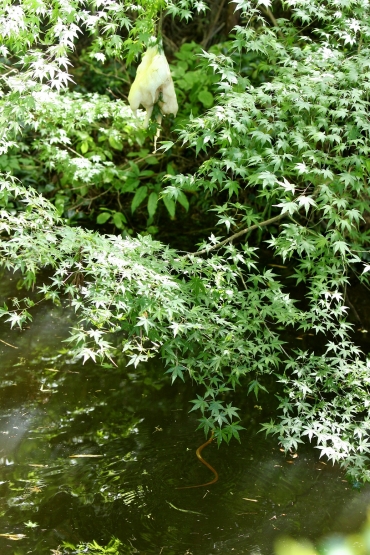 緑色のモミジの葉に包まれるように生み付けられた卵塊。シマヘビ(右下)も泳ぐ=新城市海老須山で
