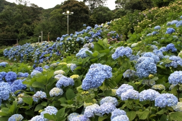 青や白色の花が咲きそろうあじさい=蒲郡市金平町で
