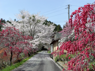 2010年4月に咲いていた「川向のしだれ桃」(設楽町観光協会提供)