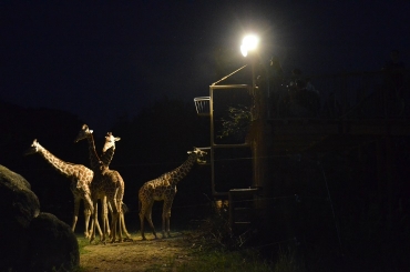 ナイトZOO初登場のキリン。来園者に好評だ=豊橋総合動植物公園で