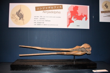 展示している「ニンジャデルフィス」㊤と「イサナセタス」の化石レプリカ=蒲郡市生命の海科学館で